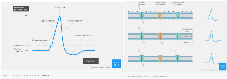Action Potential